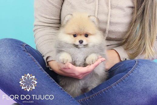 lulu da pomerania
