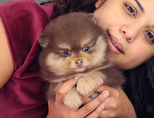 Cães castrados são mais submissos que animais não castrados.