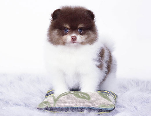 O Lulu da Pomerânia é uma raça ideal para casas e apto