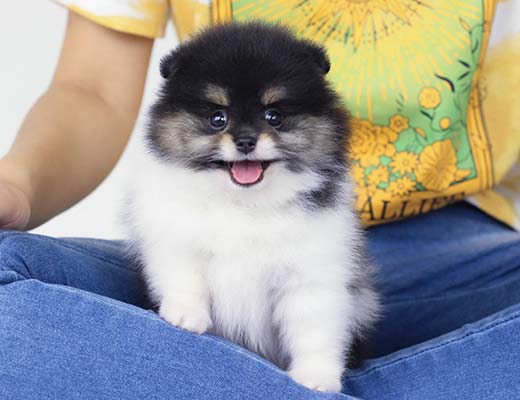 O lulu da pomerânia gosta de sacanear um pouquinho