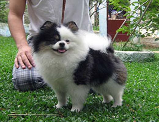 O tamanho do Lulu da Pomerânia é até 24 cm