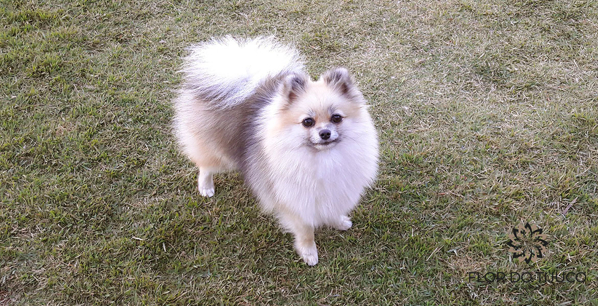 Spitz Alemão Creme Sable