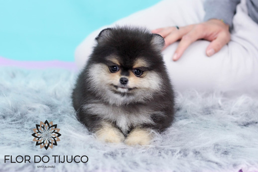 lulu da pomerania