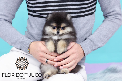 lulu da pomerania