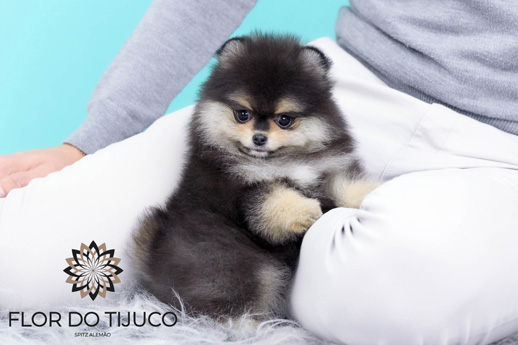 pomerania