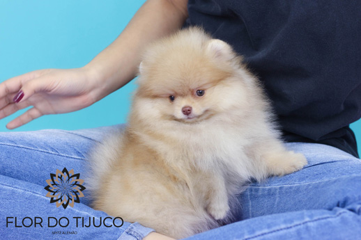 pomerania