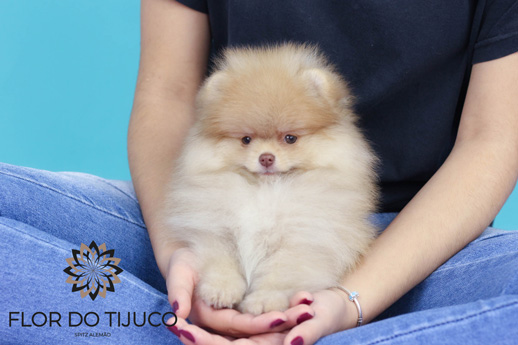 lulu da pomerânia