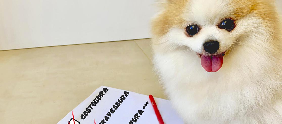 Características da raça Lulu da Pomerânia