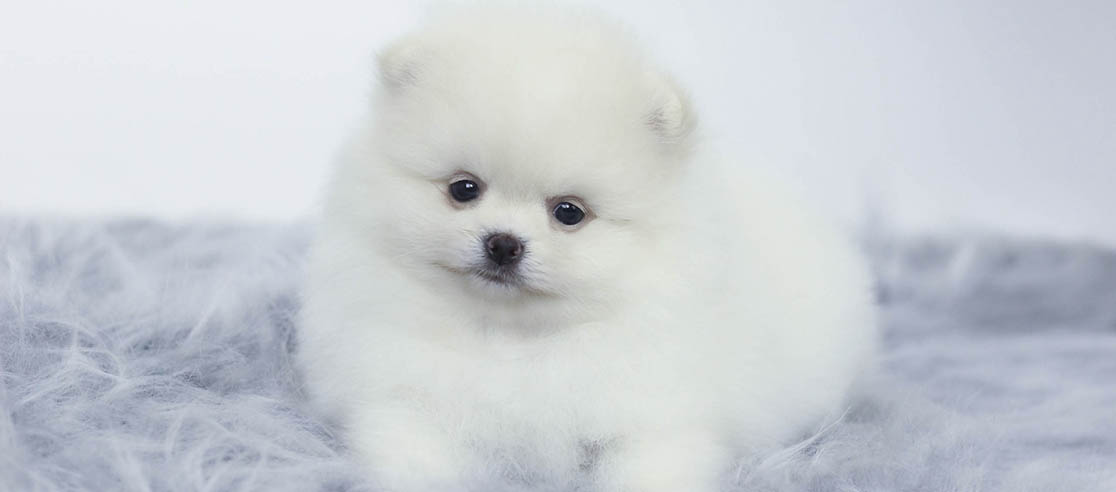 castração lulu da pomerânia