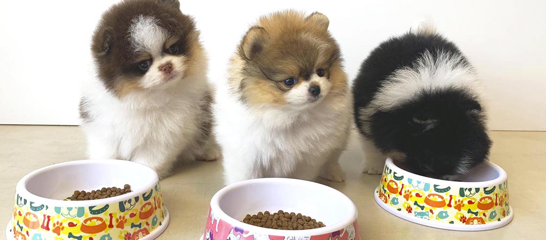 melhor ração para lulu da pomerânia