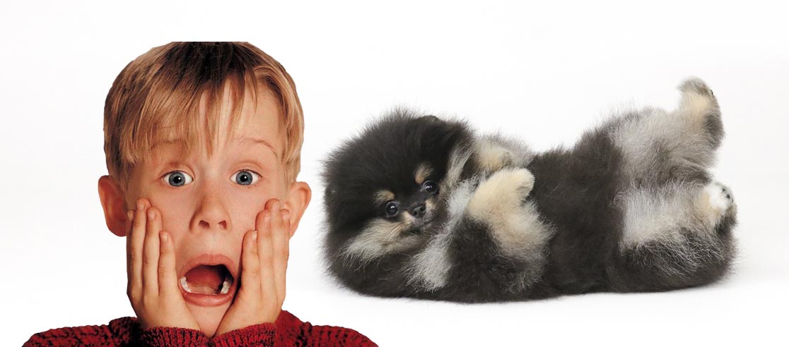 Quando não ter um Lulu da Pomerânia