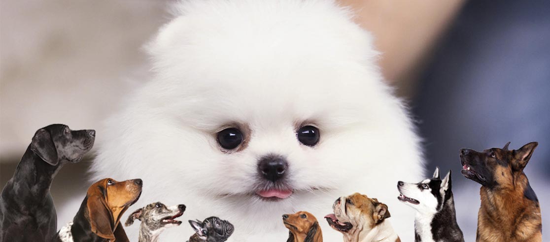 Porque ter um Lulu da Pomerânia