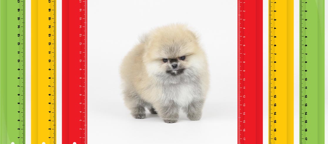 Tamanho Lulu da Pomerânia