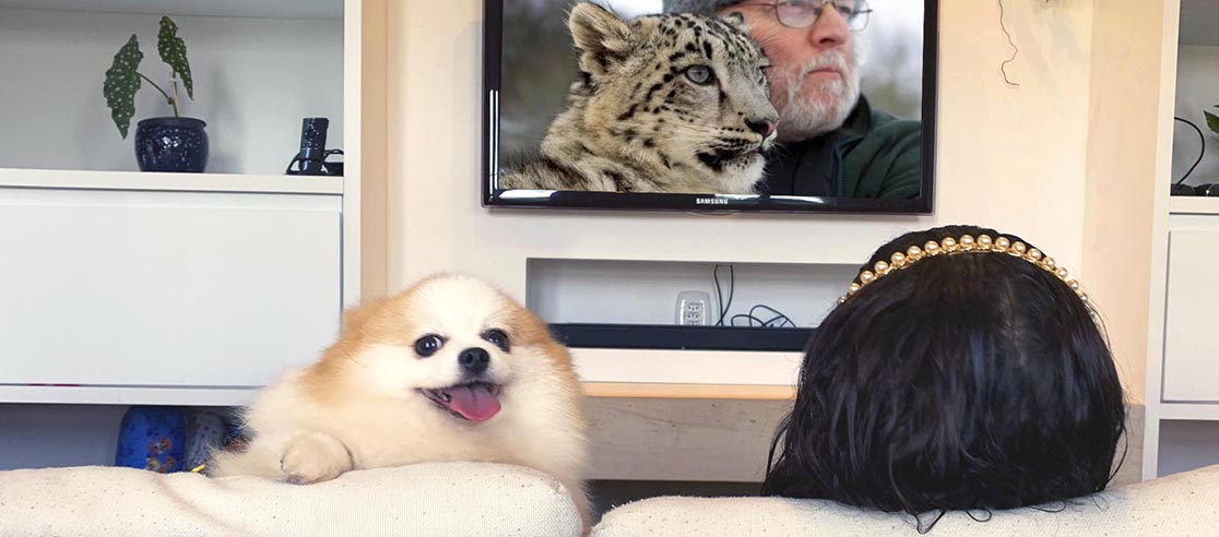Cachorro assistindo tv