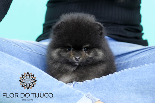 lulu da pomerania black tan