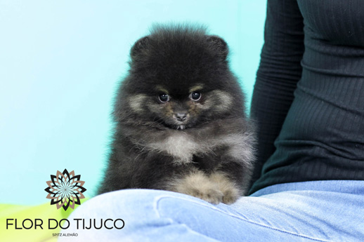 lulu da pomerânia black and tan
