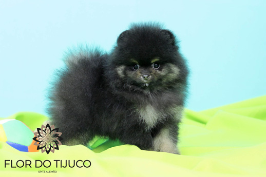 lulu da pomerânia blacktan