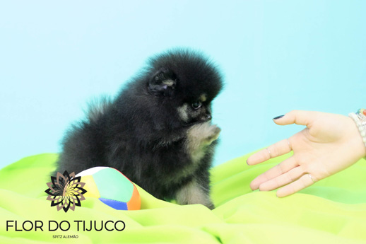 lulu da pomerania black and tan