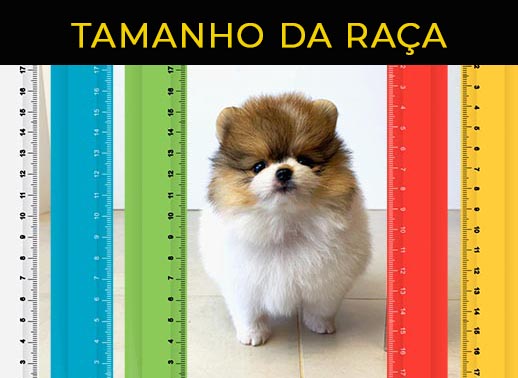 Melhor ração para meu cão