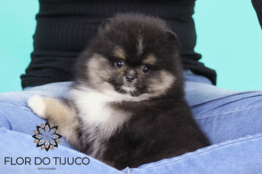Spitz Alemão black and tan