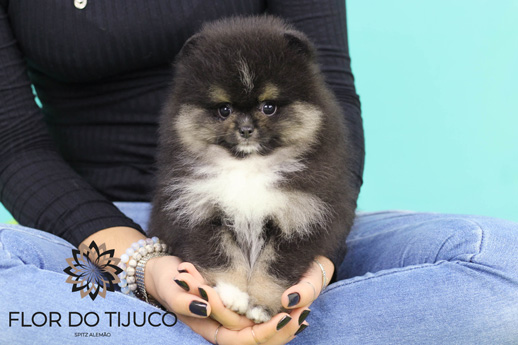 spitz alemão black tan