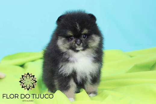 spitz alemao black and tan