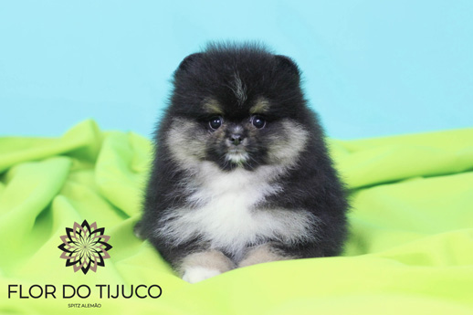spitz alemão blacktan